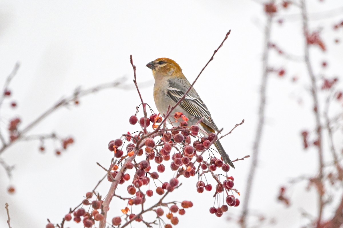 Pinu-gailupa - ML647085483