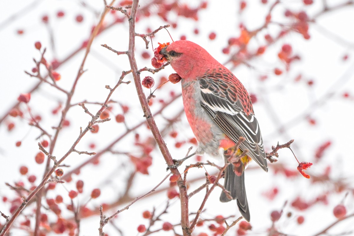 Pinu-gailupa - ML647085484