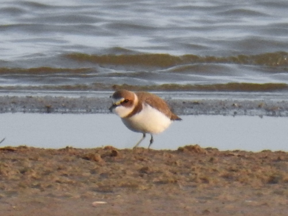 Kentish Plover - ML647085485