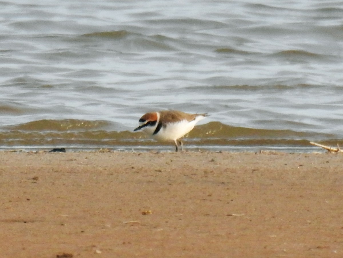 Kentish Plover - ML647085486