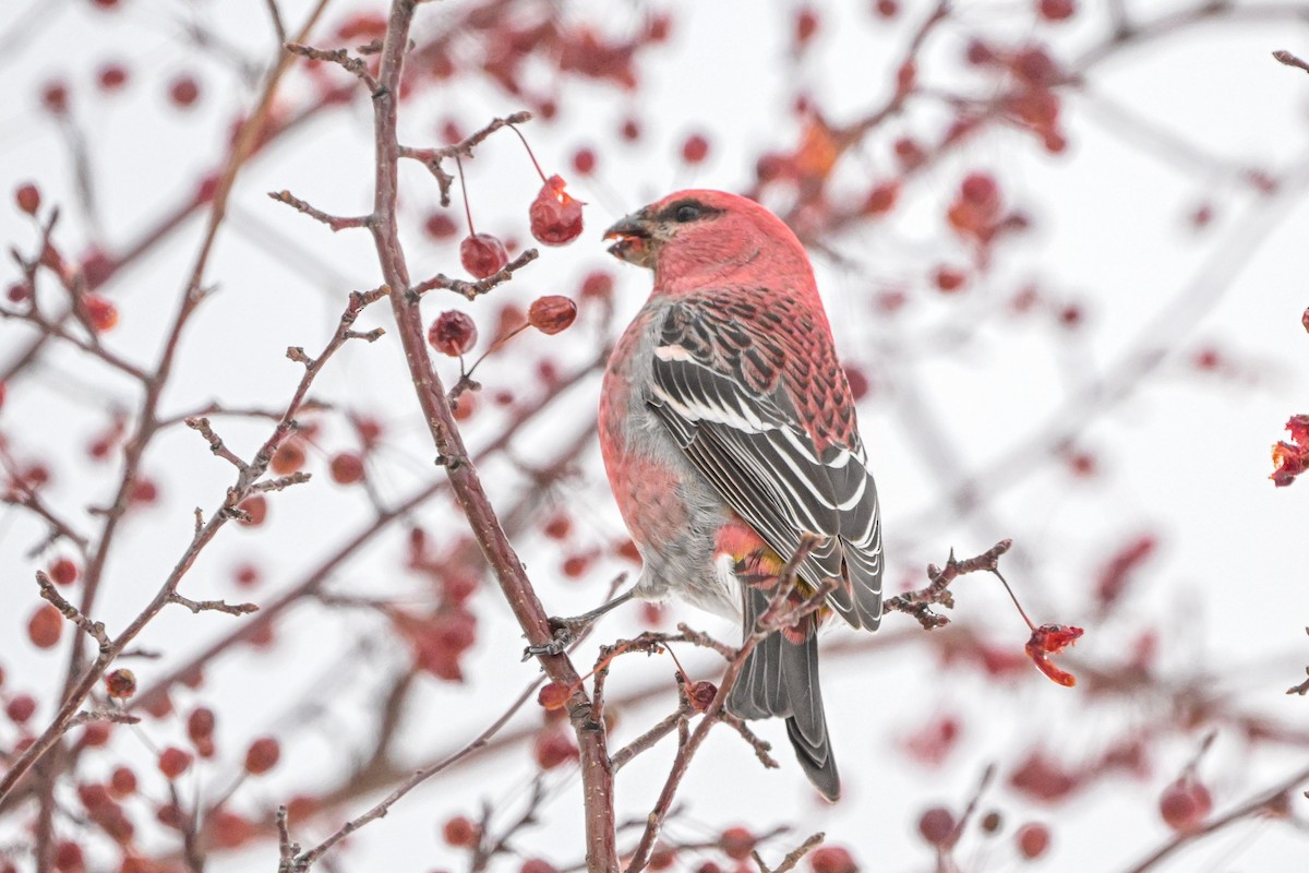 Pinu-gailupa - ML647085488