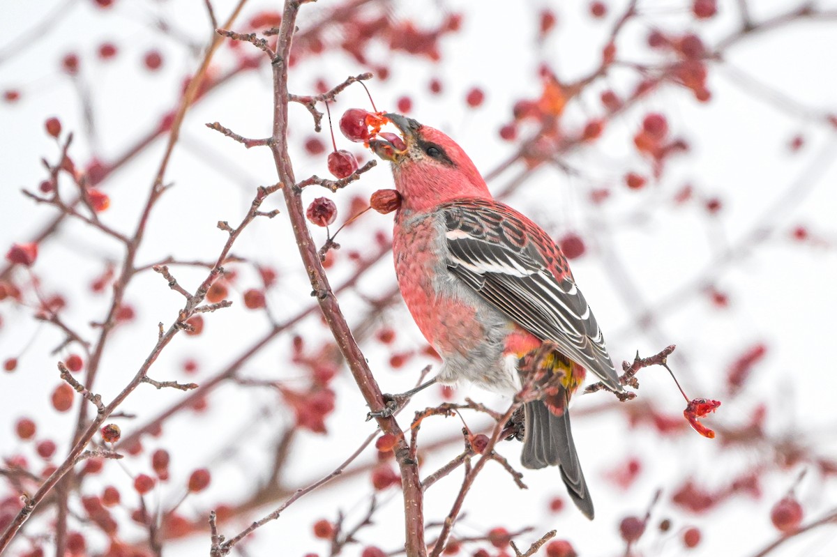 Pinu-gailupa - ML647085489