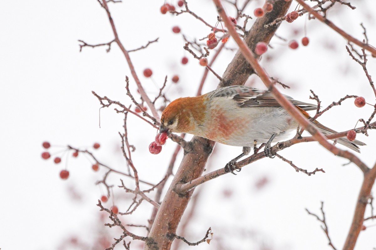 Pinu-gailupa - ML647085492