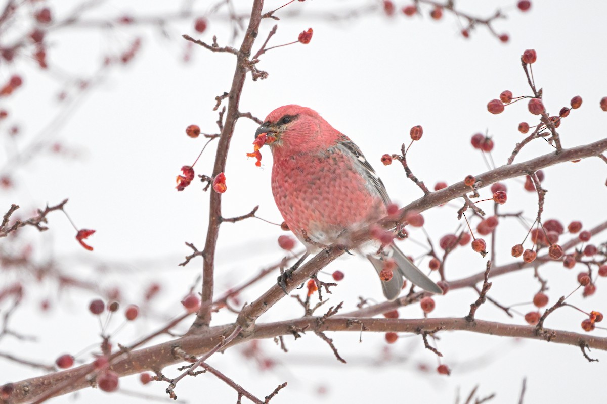 Pinu-gailupa - ML647085493