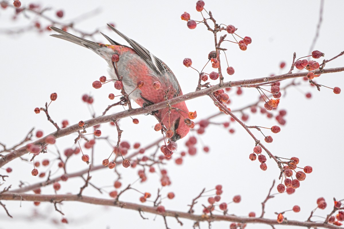 Pinu-gailupa - ML647085494