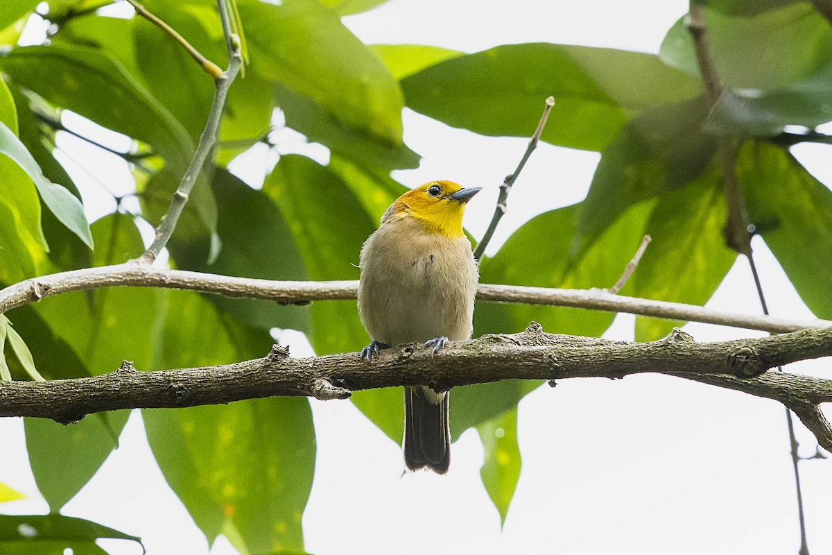 Orange-headed Tanager - ML647085495