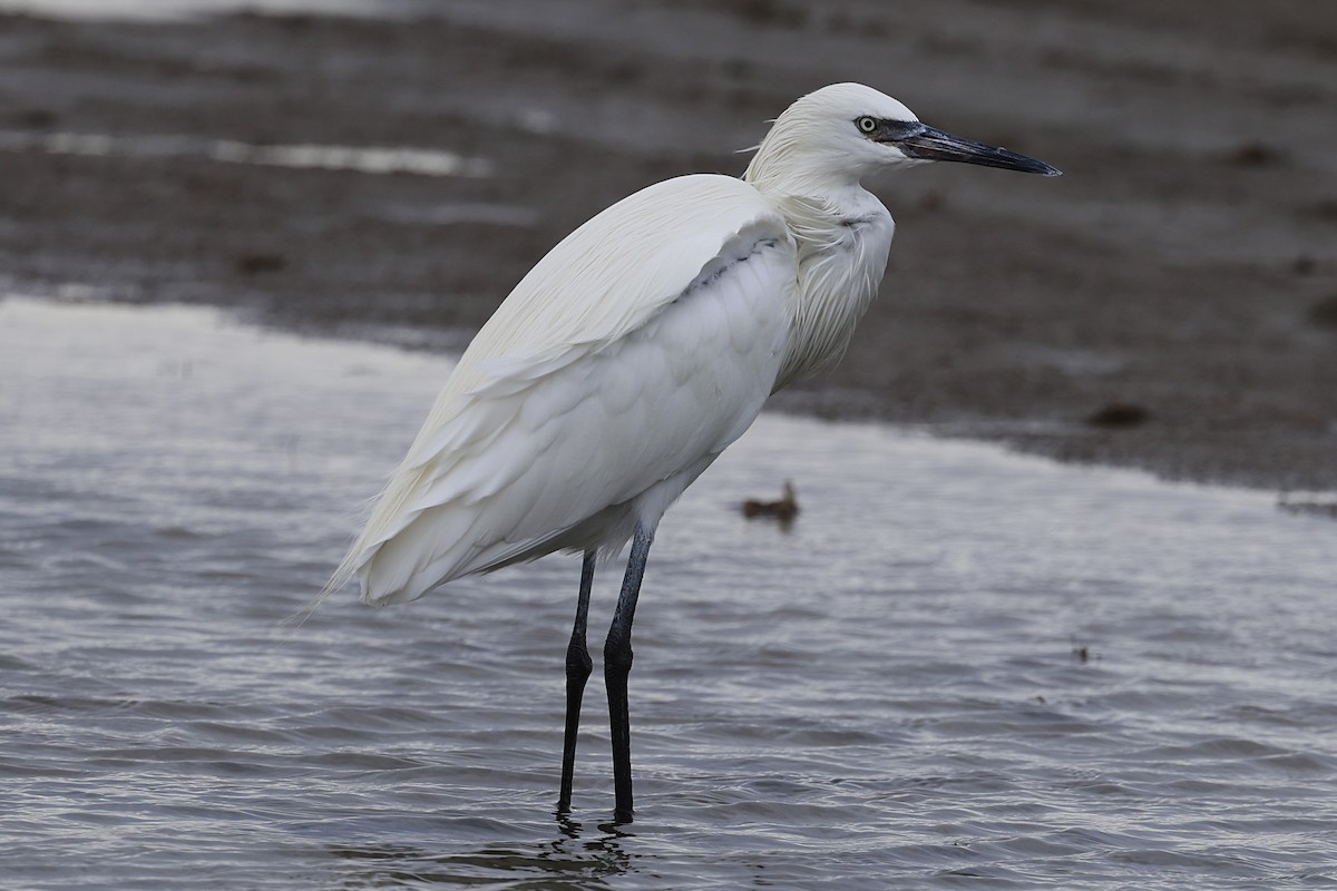 Kızılca Balıkçıl - ML647085496