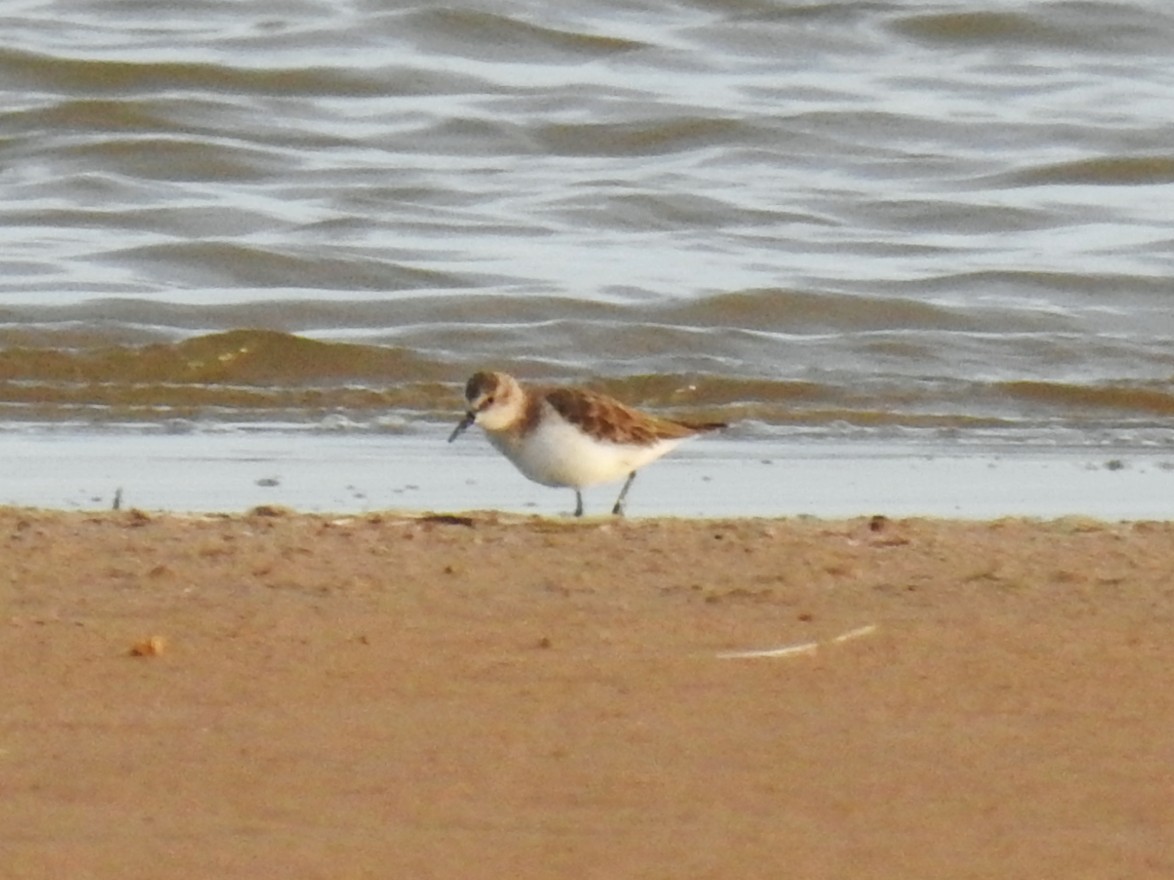 Little Stint - ML647085499