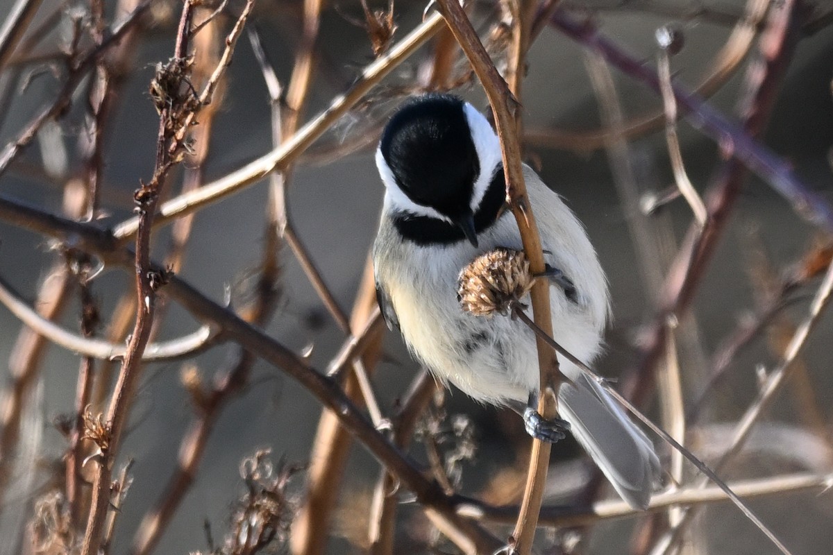Black-capped Chickadee - ML647085503