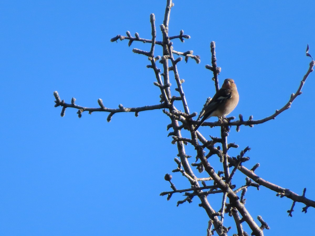 pěnkava obecná - ML647085506