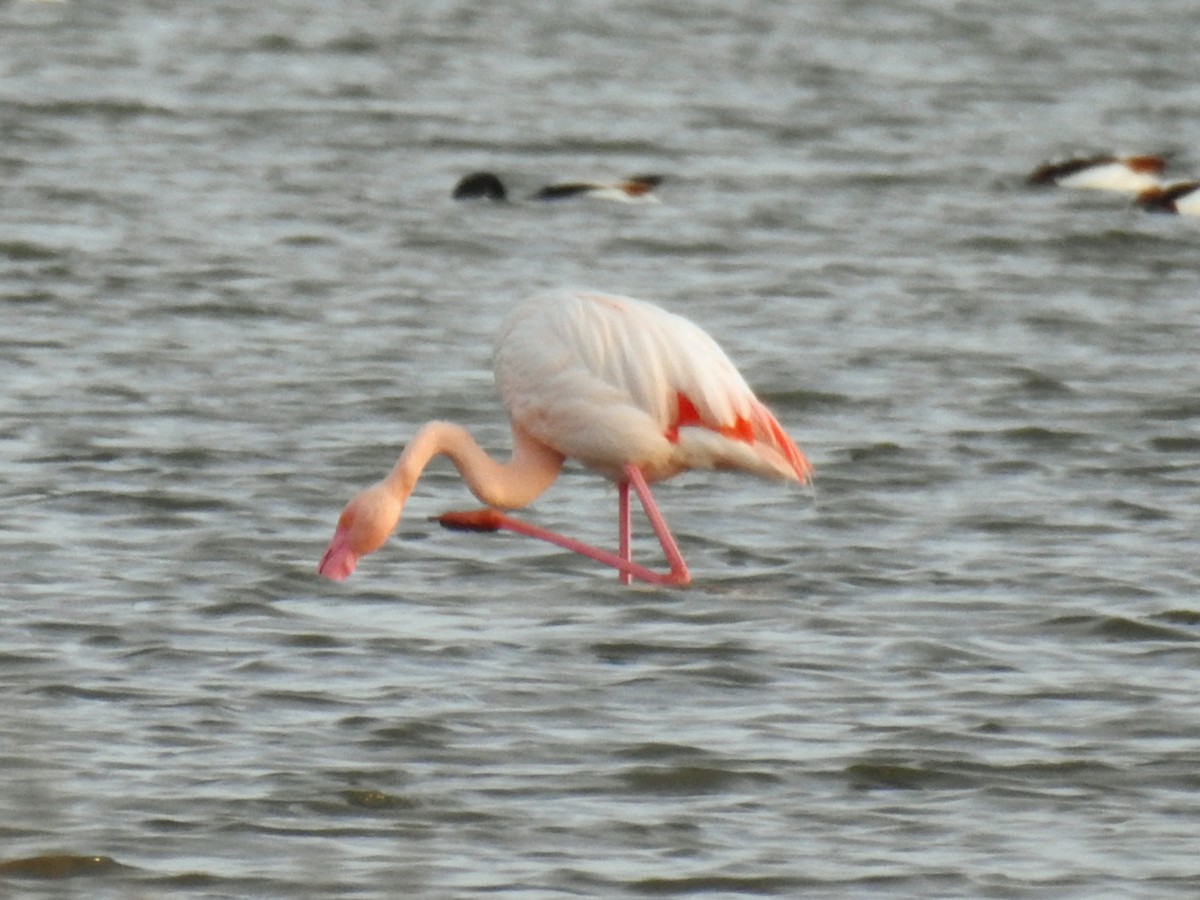 Greater Flamingo - ML647085510