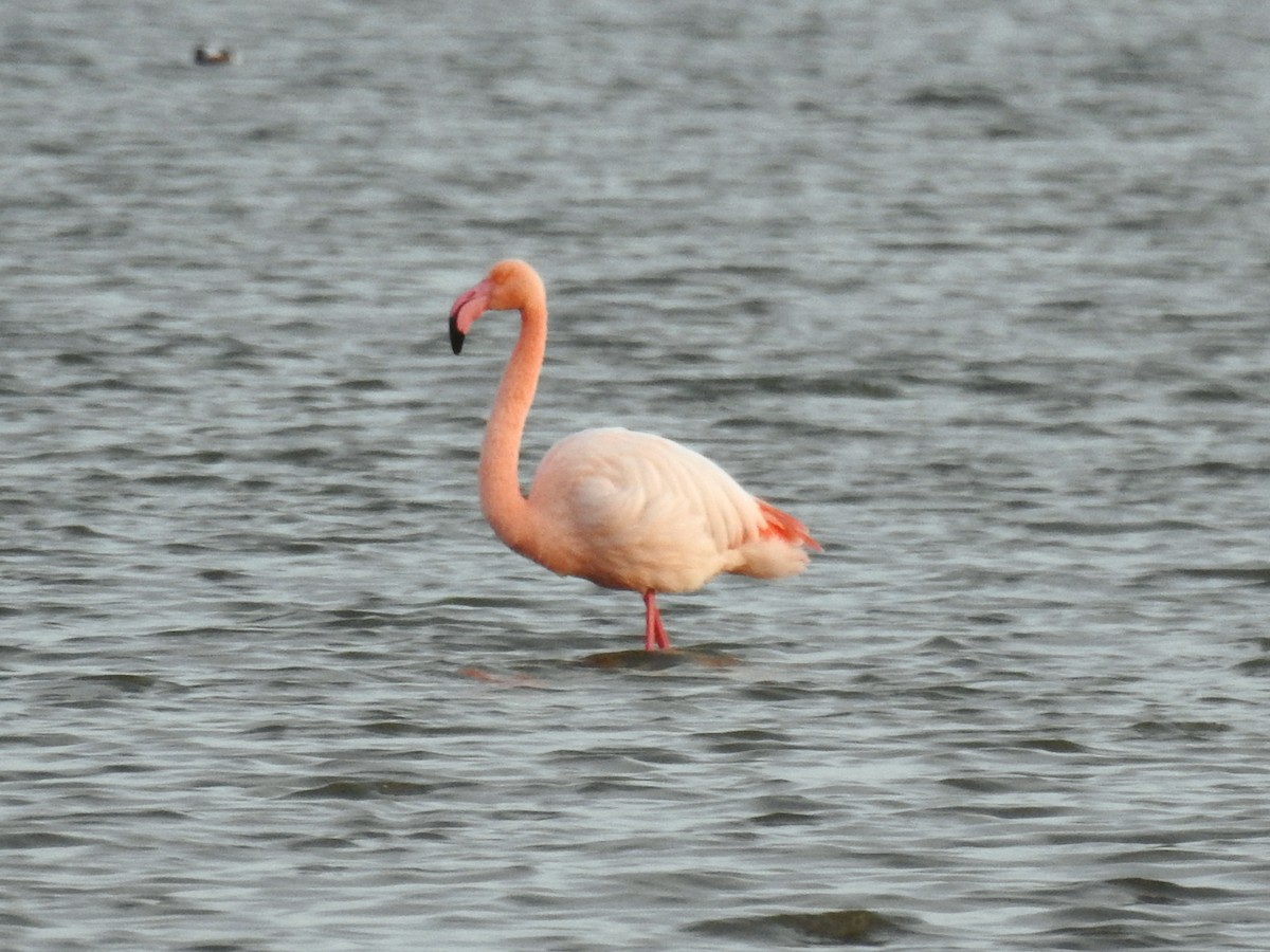 Greater Flamingo - ML647085512