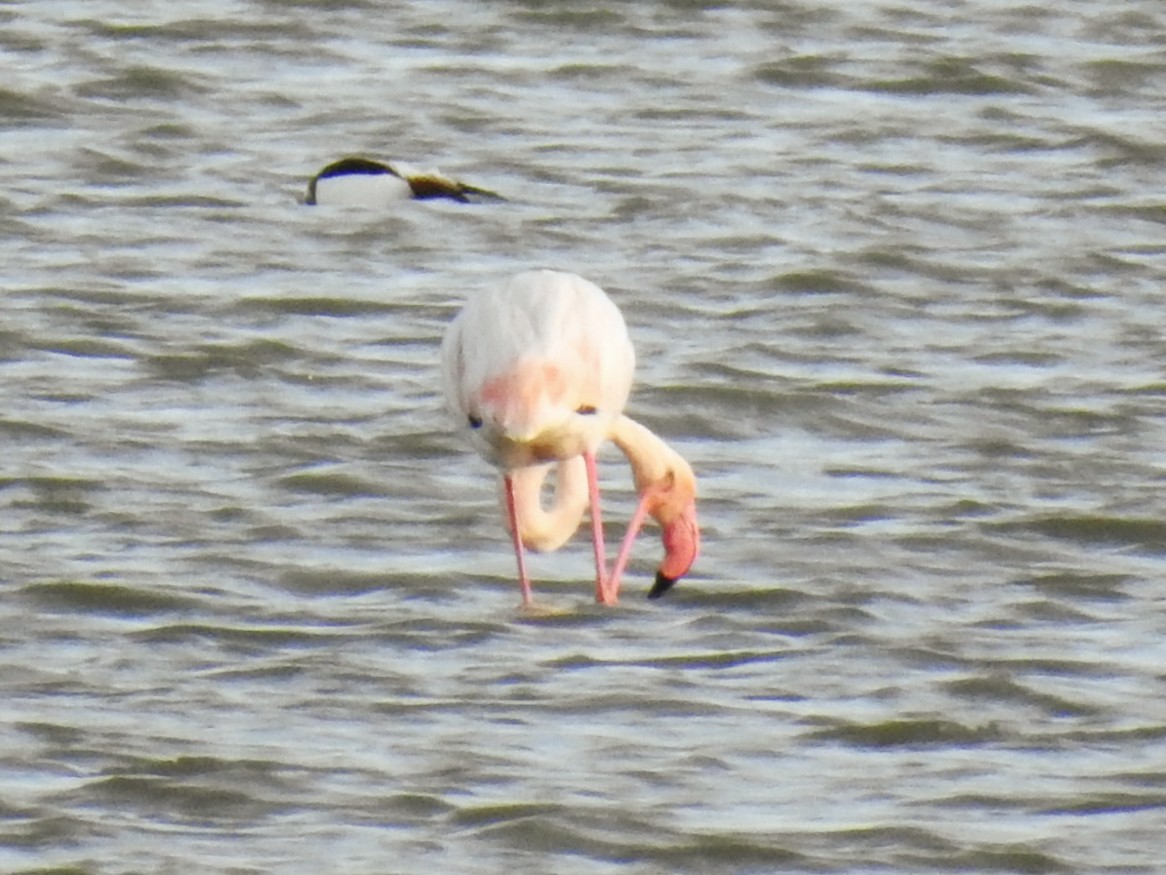 Greater Flamingo - ML647085513
