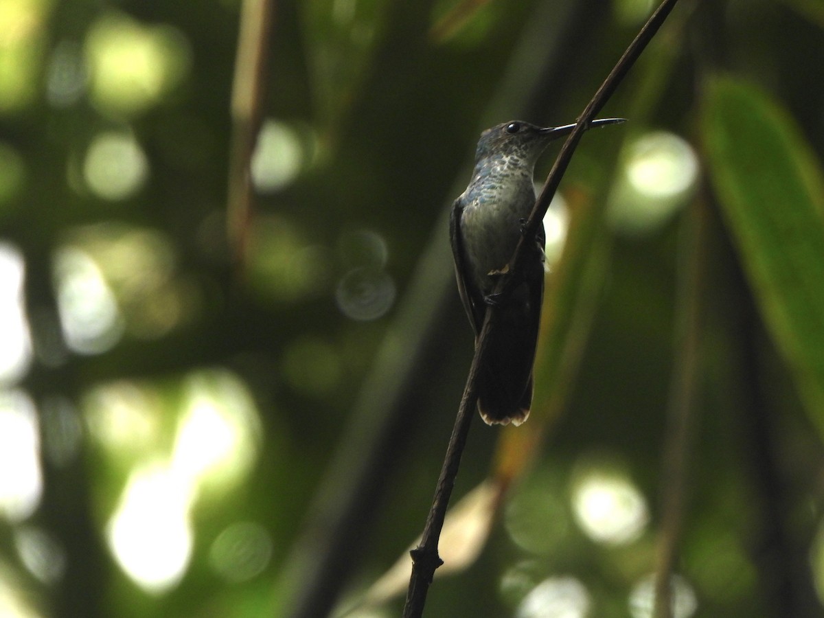 Golden-tailed Sapphire - ML647085533