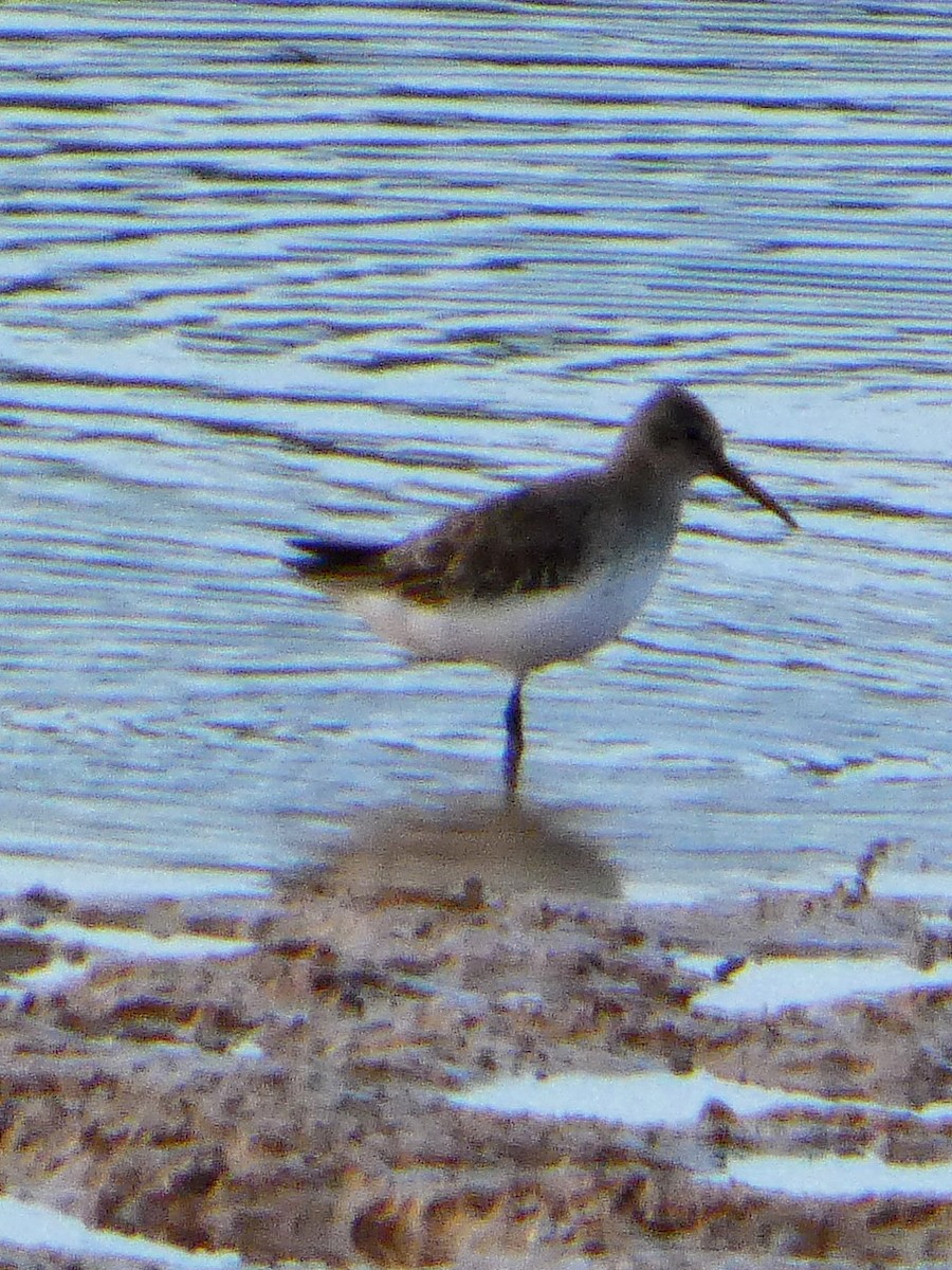 tanımsız küçük kumkuşu (Calidris sp.) - ML647085542