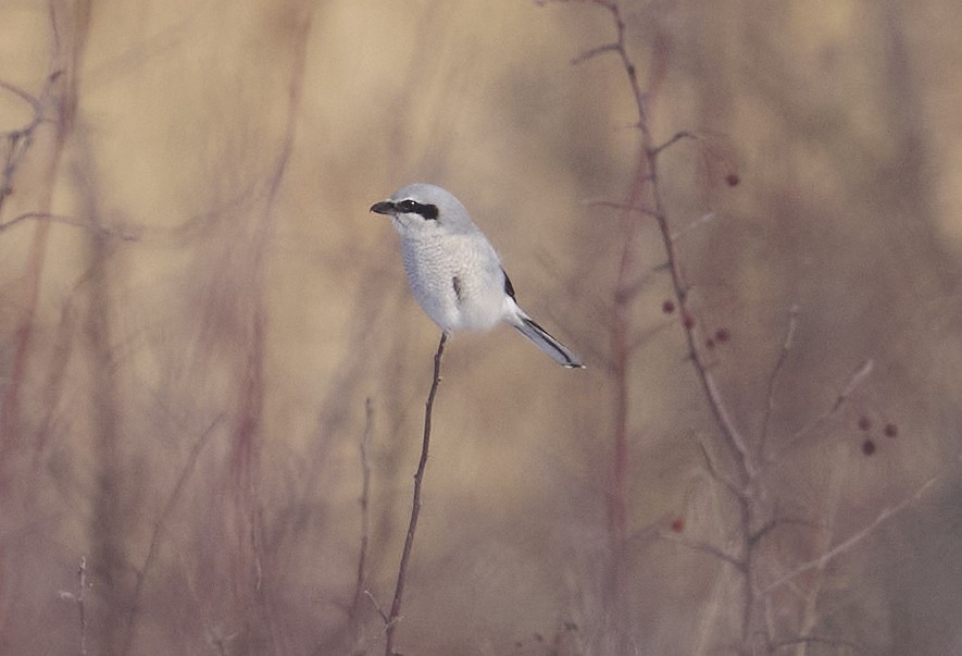 Alcaudón Boreal - ML647085543