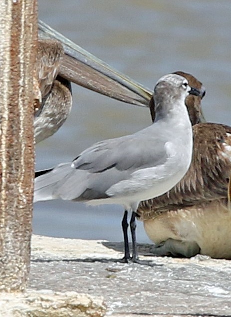 ワライカモメ - ML647085545