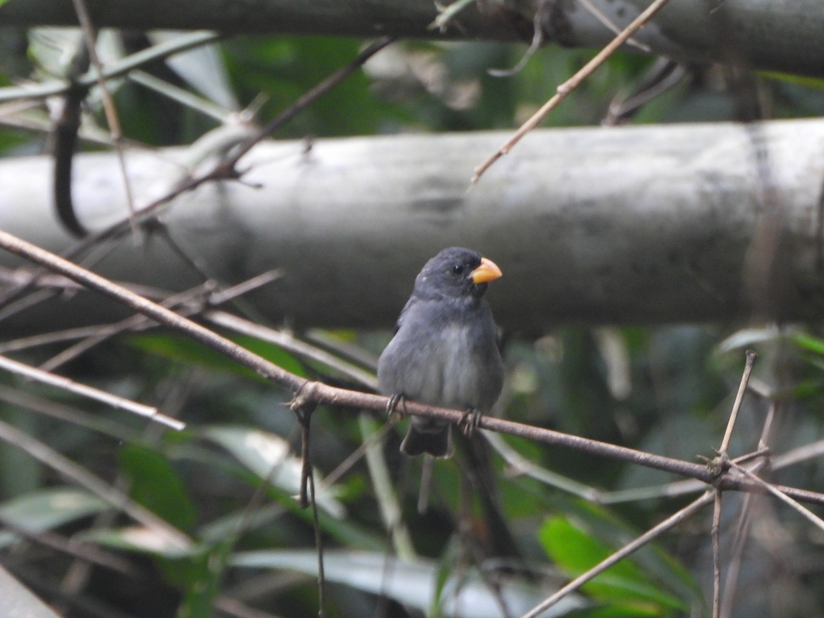 Semillero Pizarroso - ML647085546