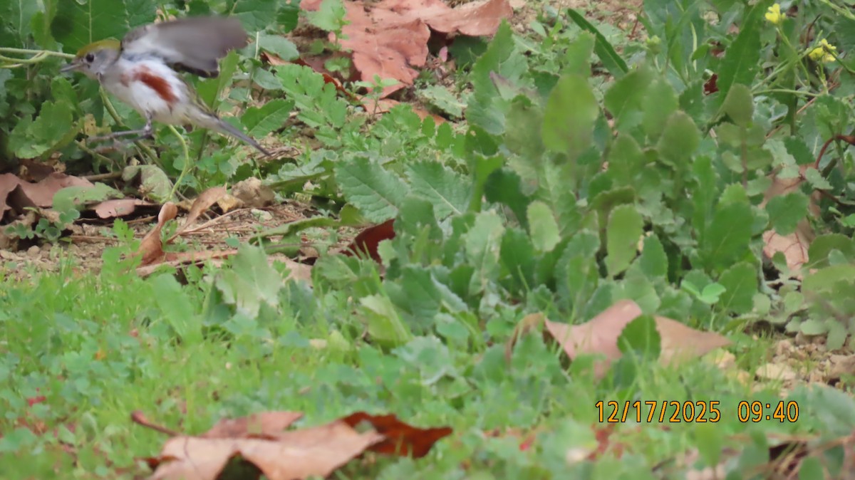 Chestnut-sided Warbler - ML647085555