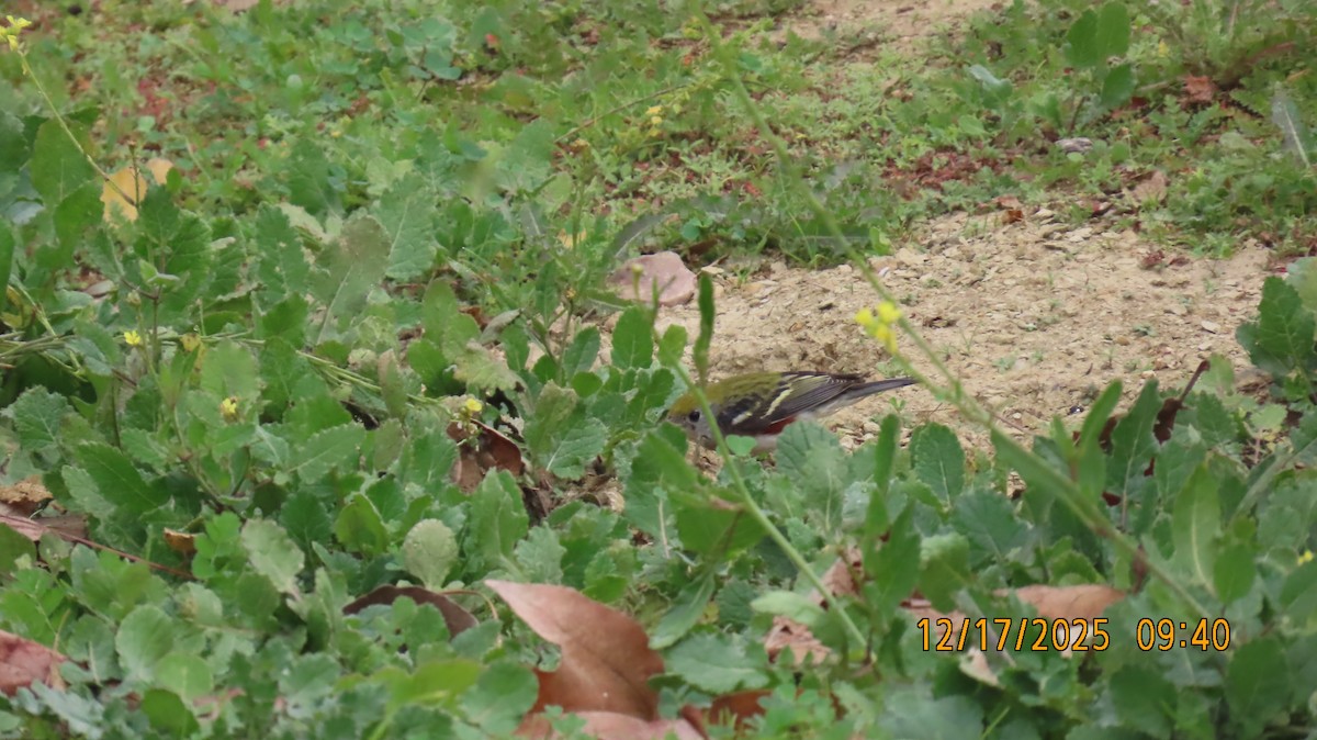Chestnut-sided Warbler - ML647085556