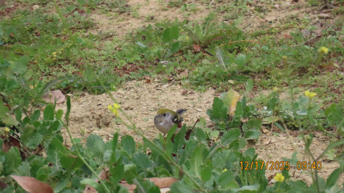 Chestnut-sided Warbler - ML647085557
