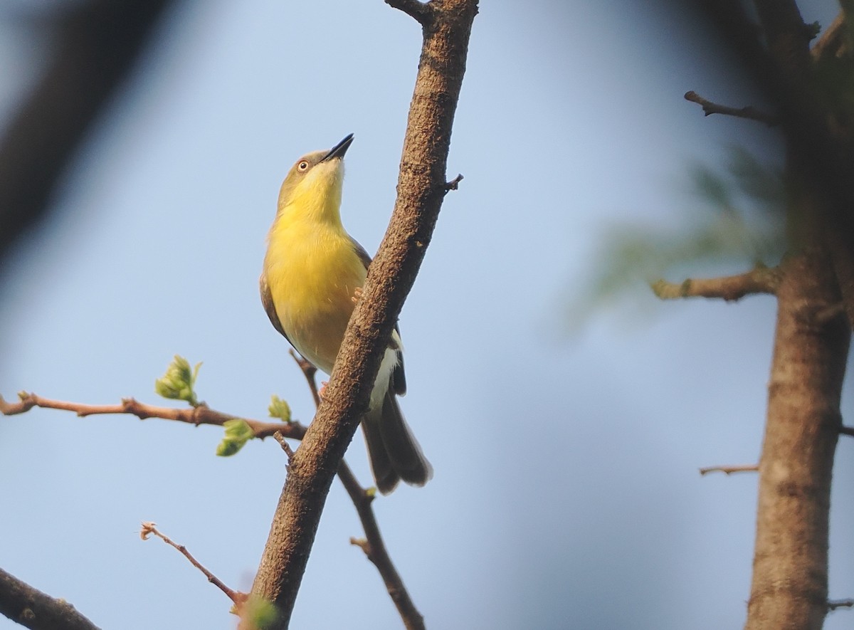 Grünkappeneremomela - ML647085558