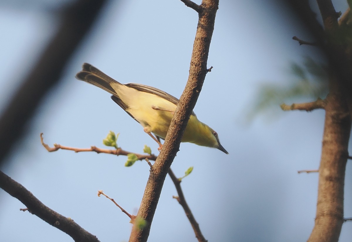 Grünkappeneremomela - ML647085559