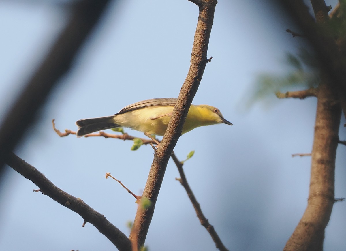 Grünkappeneremomela - ML647085560