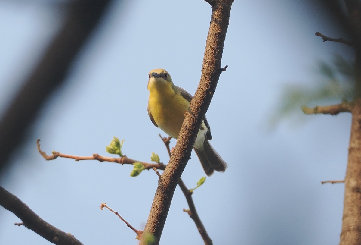 Grünkappeneremomela - ML647085561