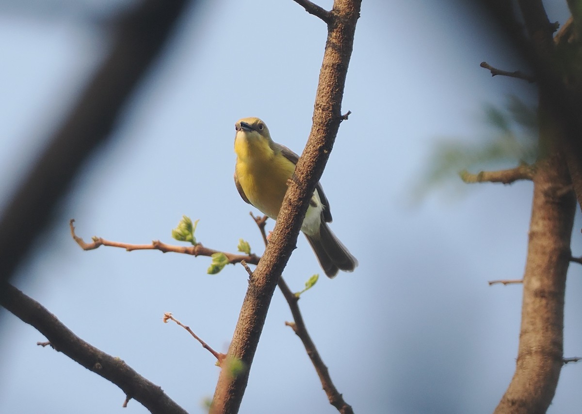 Grünkappeneremomela - ML647085562