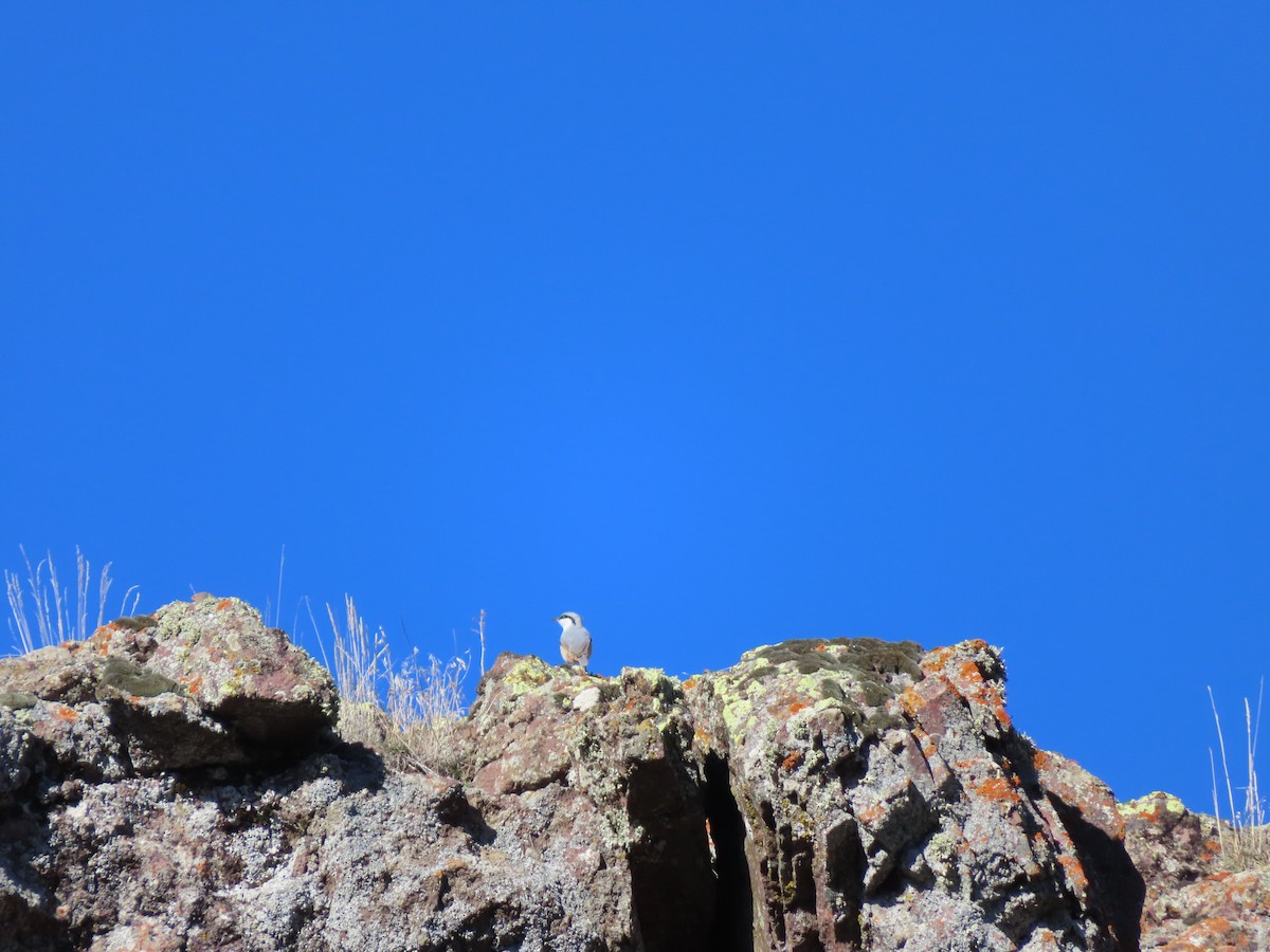 brhlík skalní - ML647085564