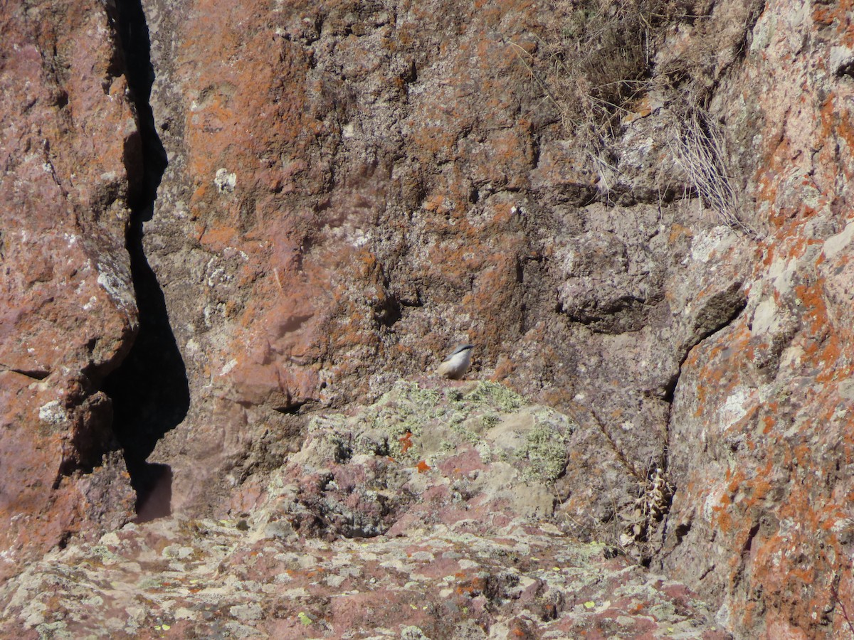 brhlík skalní - ML647085565