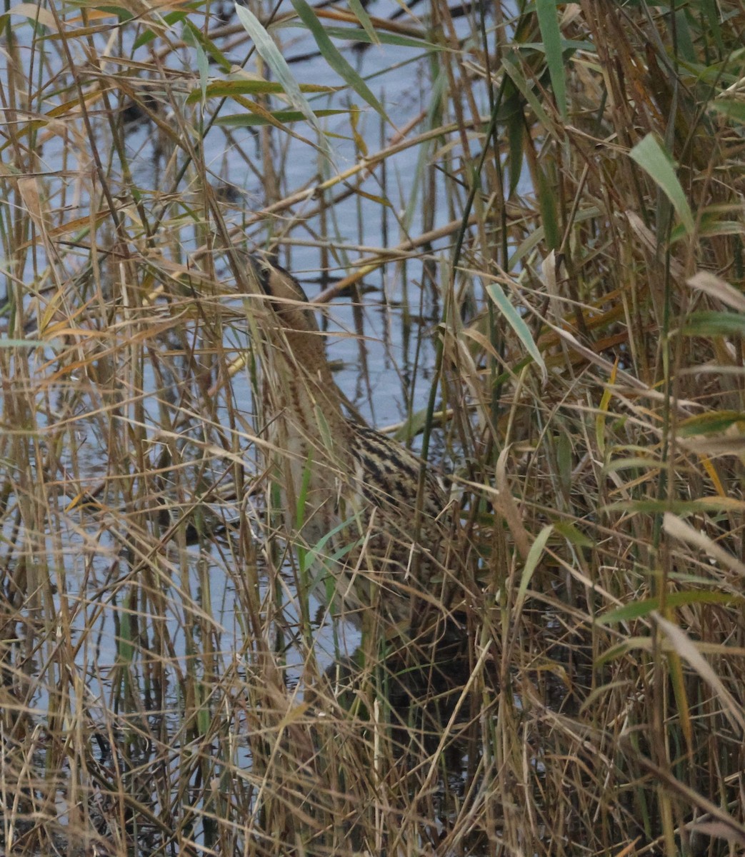 אנפה משורטטת - ML647085583