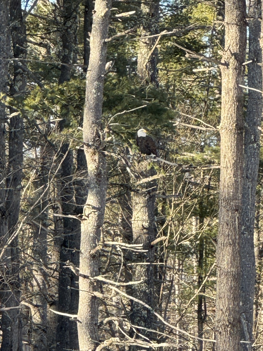 Bald Eagle - ML647085584
