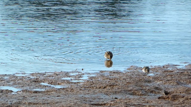 peep sp. - ML647085594