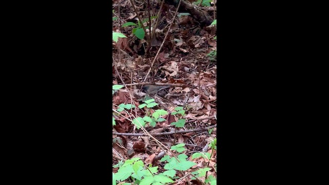 Dark-eyed Junco - ML647085601