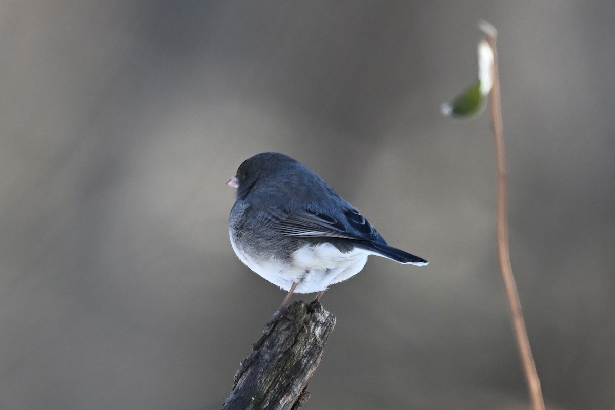 Dark-eyed Junco - ML647085609