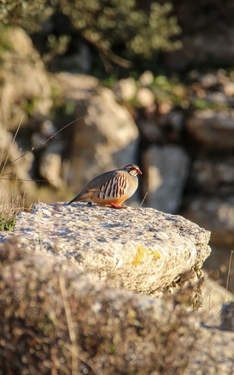 Red-legged Partridge - ML647085622