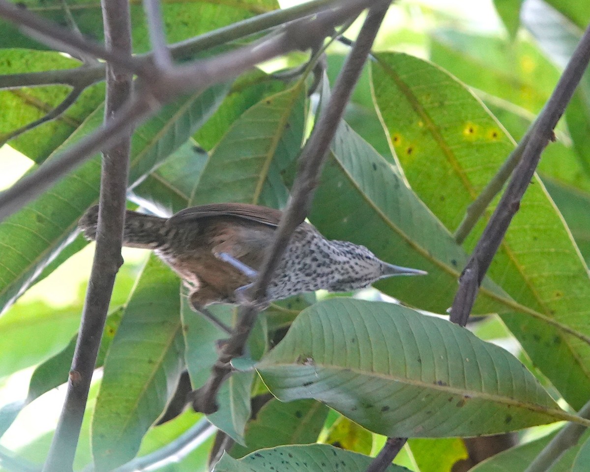 Fleckenbrust-Zaunkönig - ML647085624