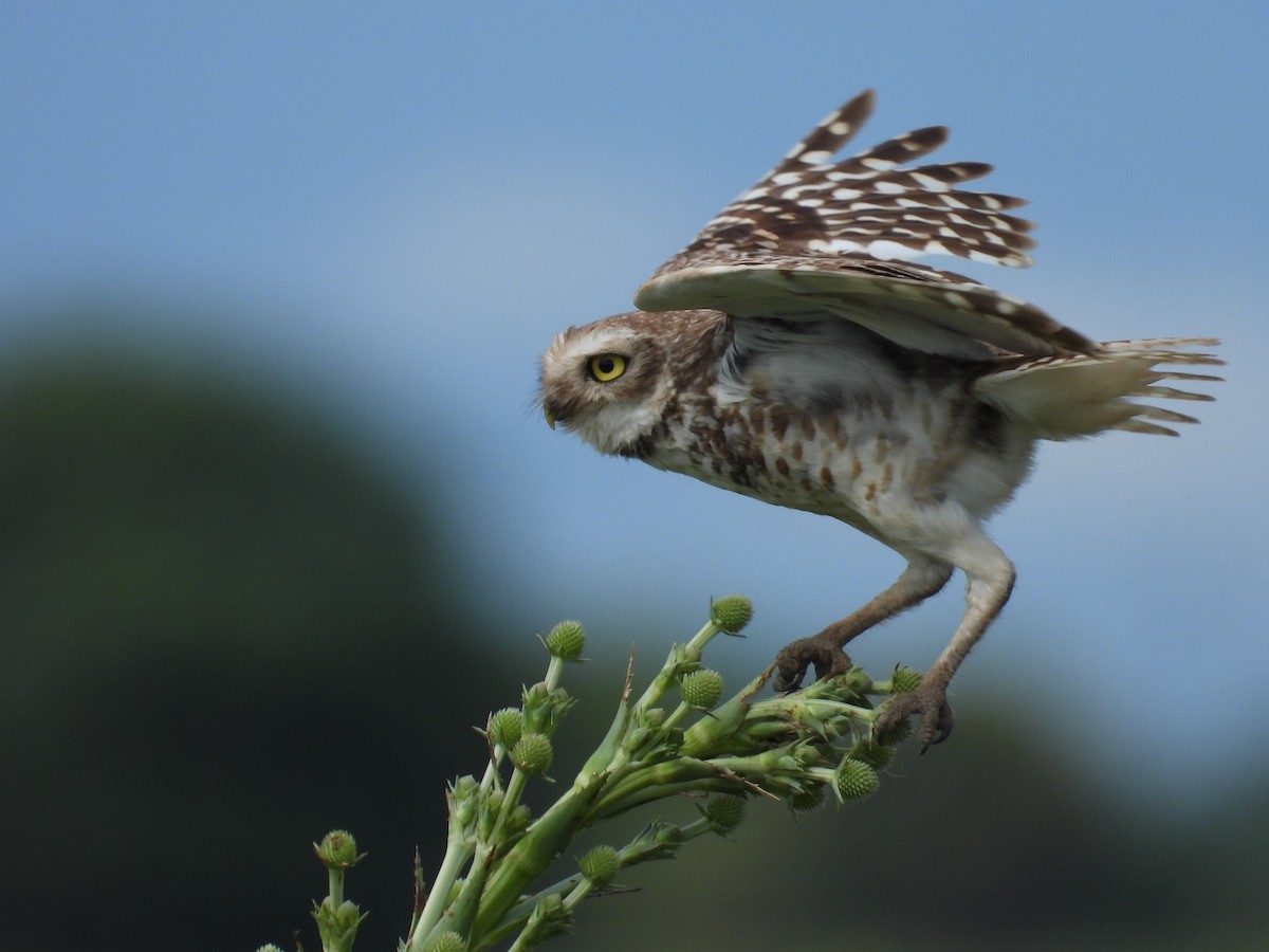 Burrowing Owl - ML647085625
