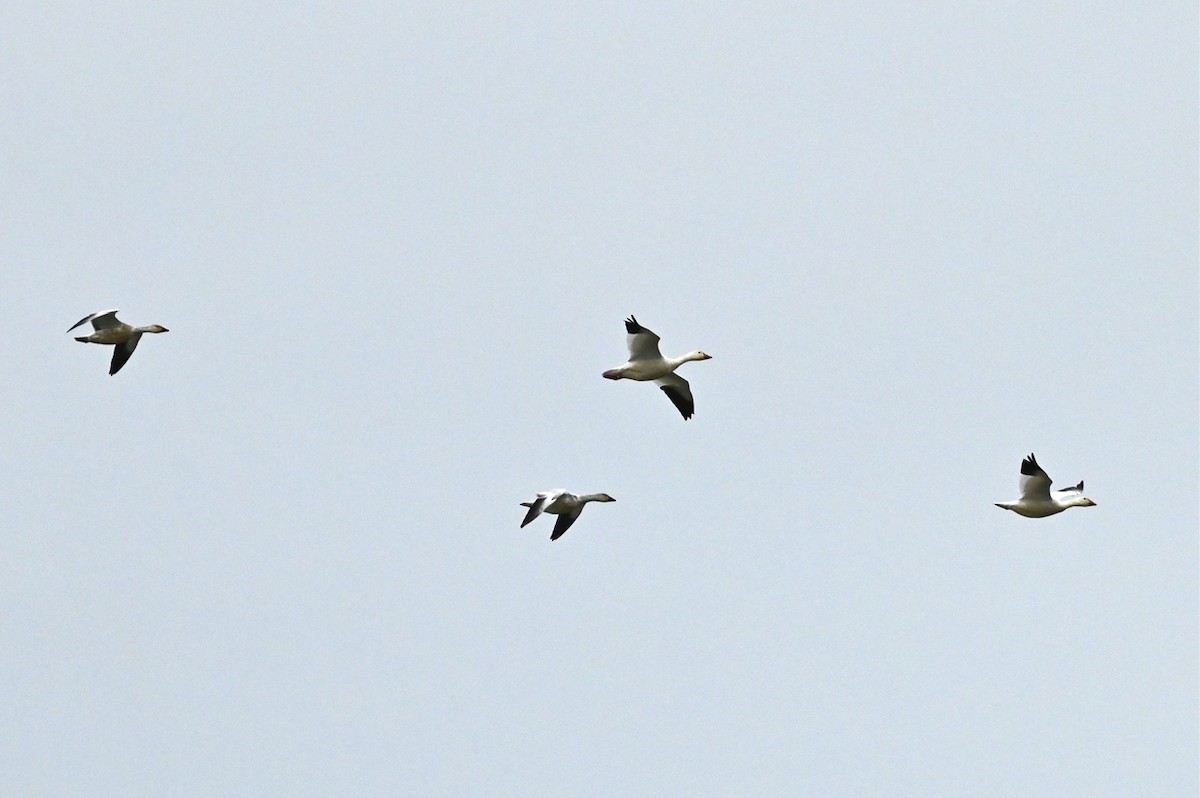 Snow Goose - ML647085631