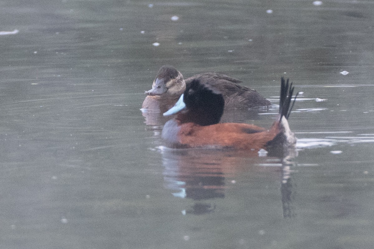 Andean Duck (andina) - ML647085637