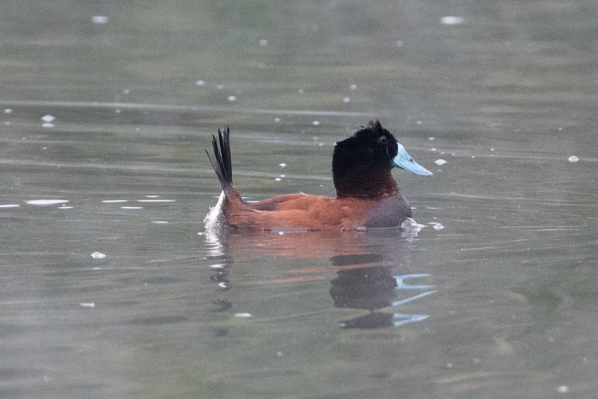 Andean Duck (andina) - ML647085638