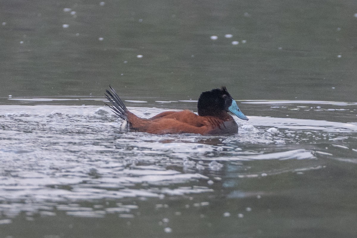 Andean Duck (andina) - ML647085639