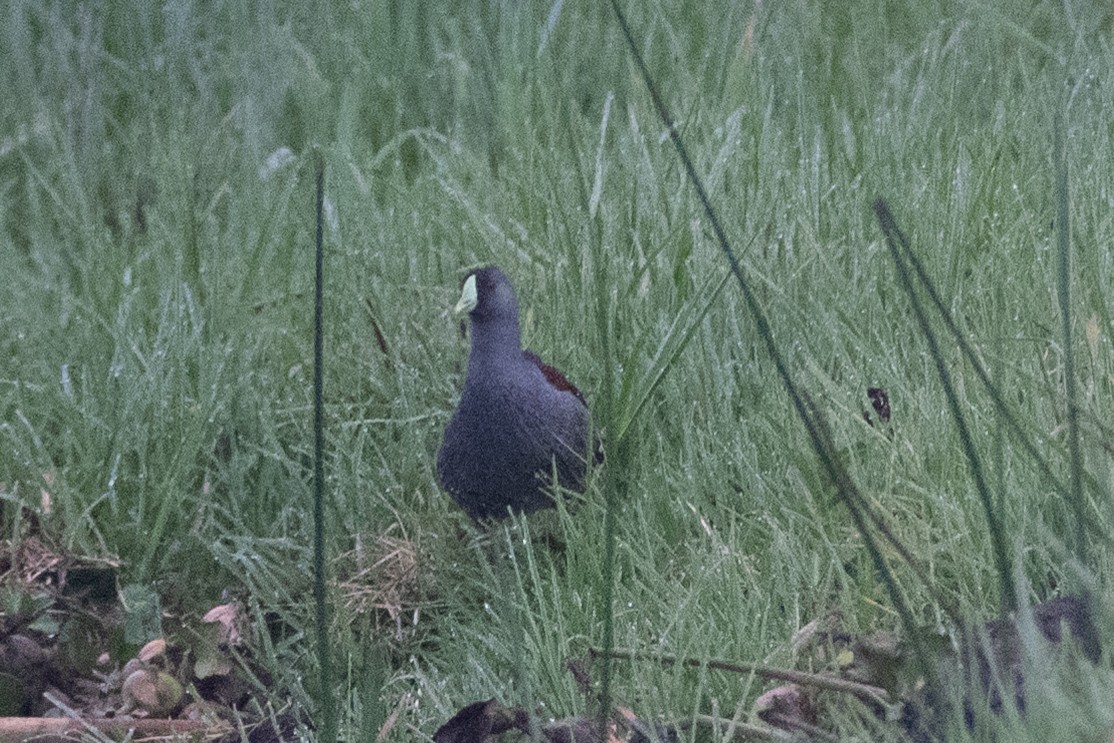 Spot-flanked Gallinule - ML647085642
