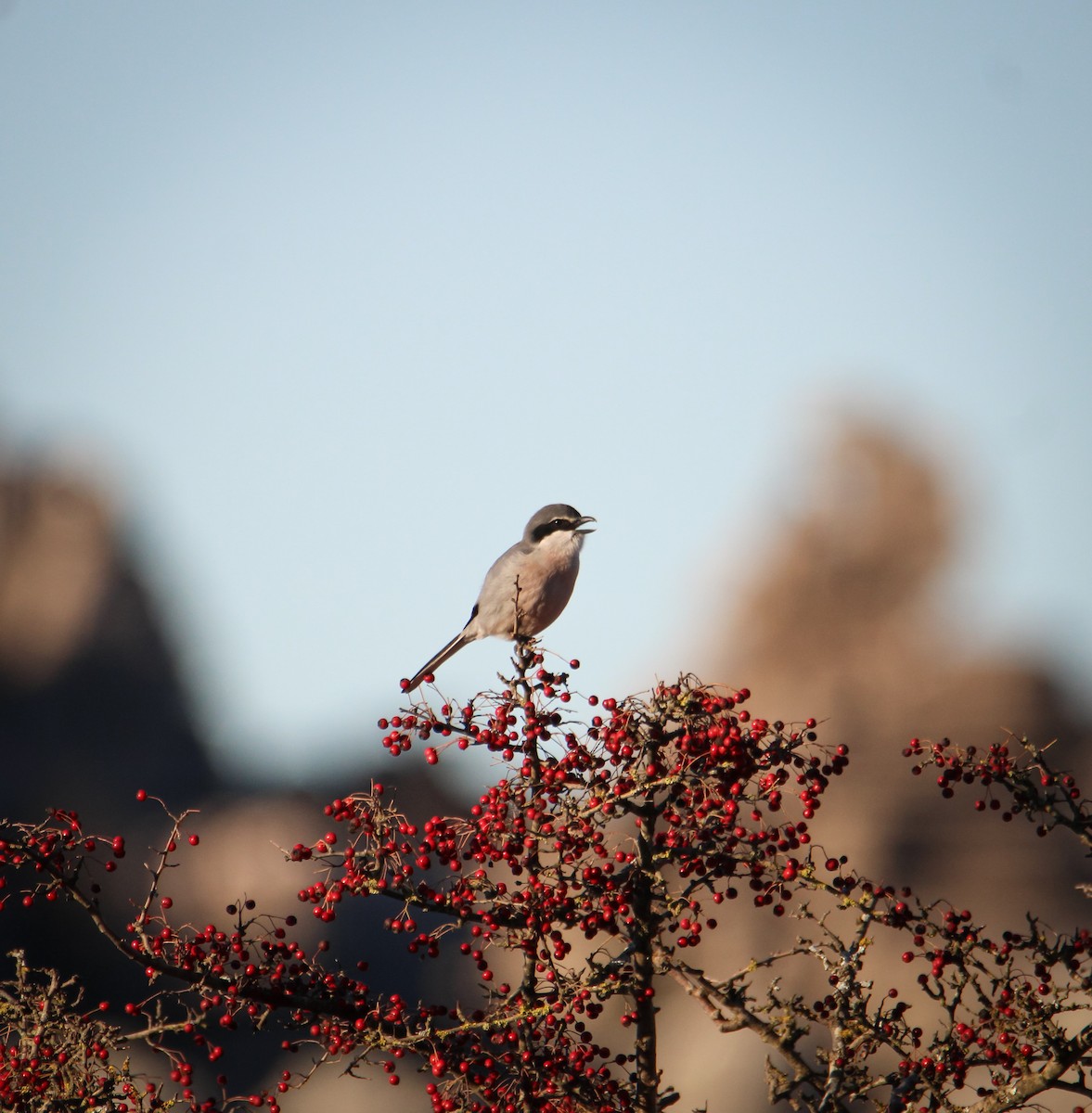 Iberian Gray Shrike - ML647085645