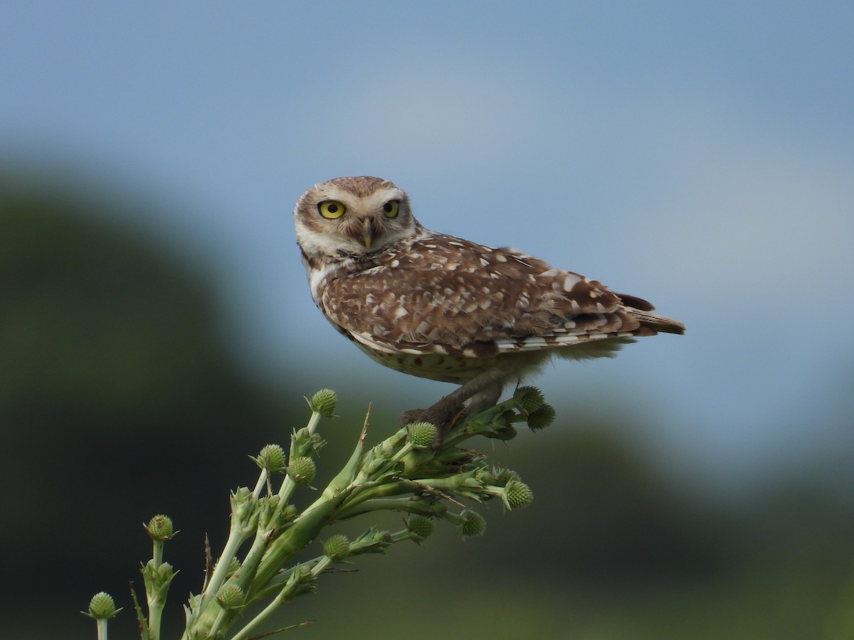 Burrowing Owl - ML647085647