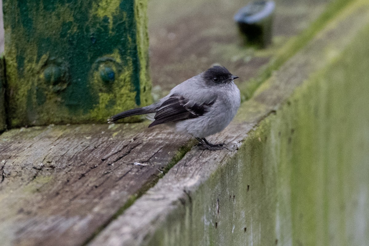 Torrent Tyrannulet - ML647085648