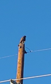 káně Harrisova - ML647085655