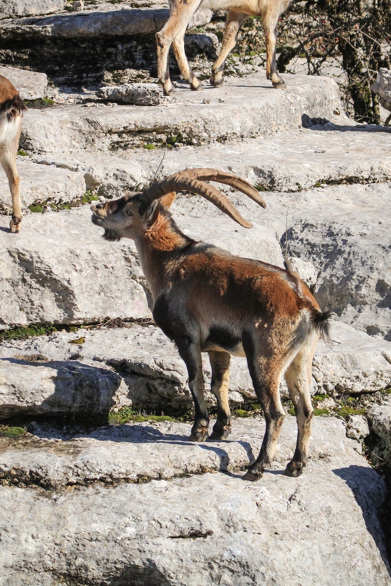 Animals - ML647085658